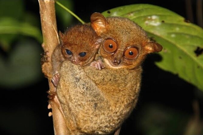 2025 Tarsier, Waterfalls & Chocolate Hills Tour - Corella tarsier viewing: the quiet stop that feels personal