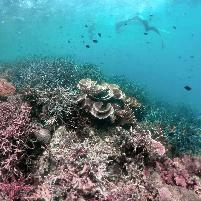3DAYS AND 2NIGHTS SNORKEL ISLANDS HOPPING EXPEDITION - Food and snacks on board, with Danielo getting special credit