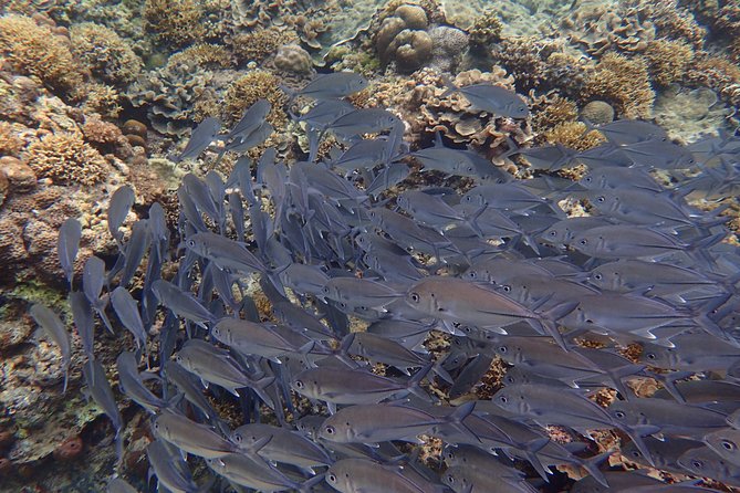 Anilao Snorkel Safari: Explore the Amazing Underwater World - Getting Out of Manila Early, Comfortably