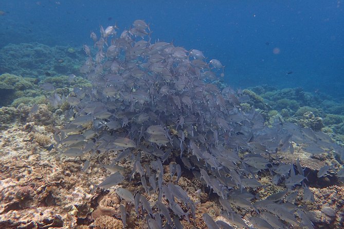 Anilao Snorkel Safari: Explore the Amazing Underwater World - What Small-Group Really Changes on This Trip