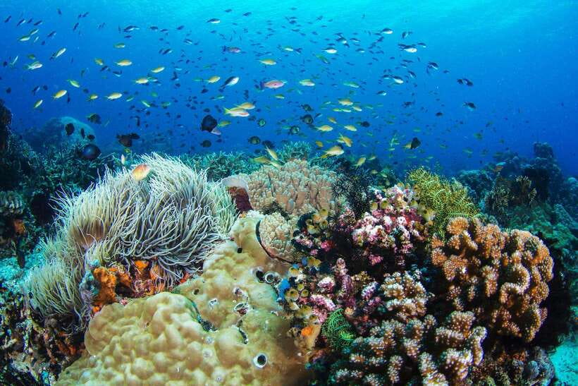 Apo Island Wonders: Snorkel with Sea Turtles in Dumaguete - Key Highlights You Should Care About