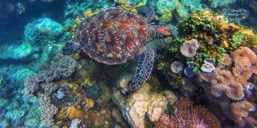 Apo Island Wonders: Snorkel with Sea Turtles in Dumaguete - What the Corals and Fish Time Really Means