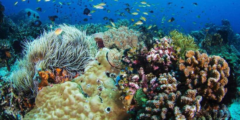 Apo Island Wonders: Snorkel with Sea Turtles in Dumaguete - Logistics That Can Affect Your Day