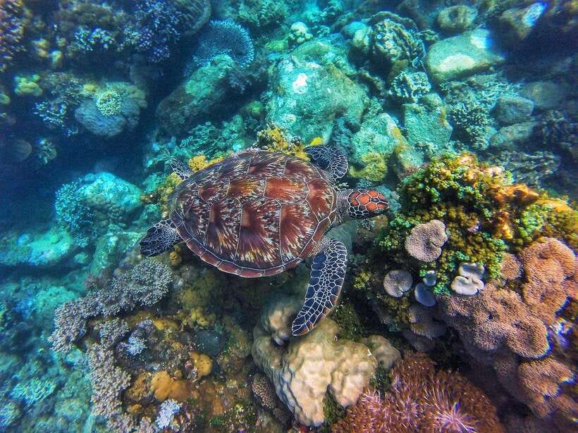 Apo Island Wonders: Snorkel with Sea Turtles in Dumaguete - Dumaguete Pickup and the Boat Ride to Apo