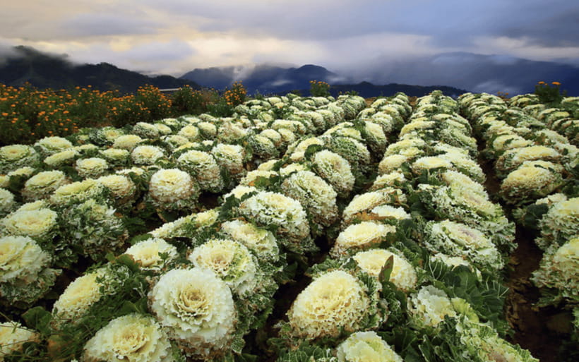 Baguio Atok Flower Blossoms (Private Tour) - The 6:00 AM Start, and Why the Timing Works