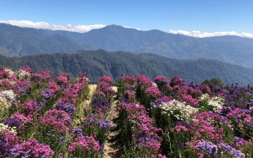 Baguio Atok Flower Blossoms (Private Tour) - Haight’s Place Sakura Park, for the Soft-Pink Break
