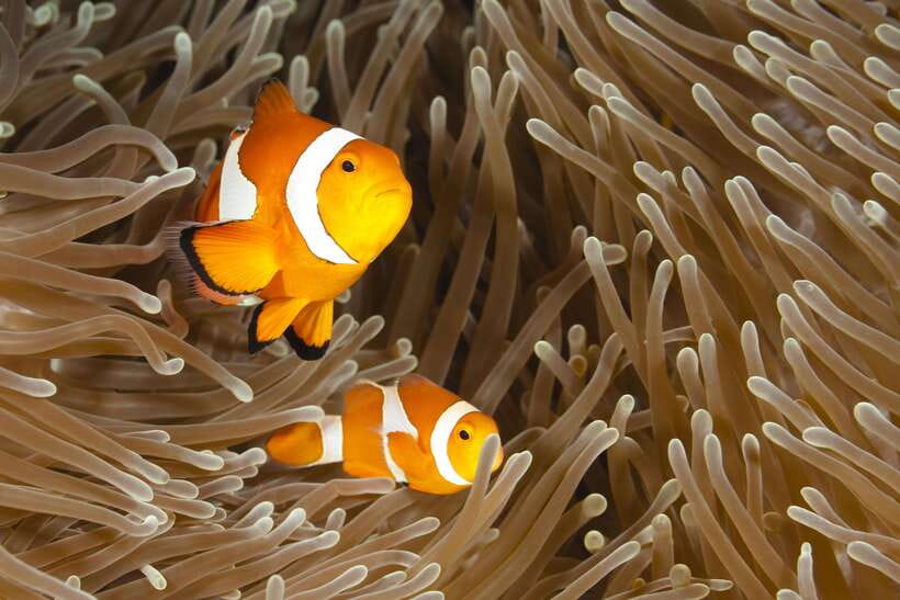 Bohol: Boat Tour to Sandbar and Snorkeling with Turtles - Snorkeling with turtles on Balicasag: your best strategy for fewer headaches