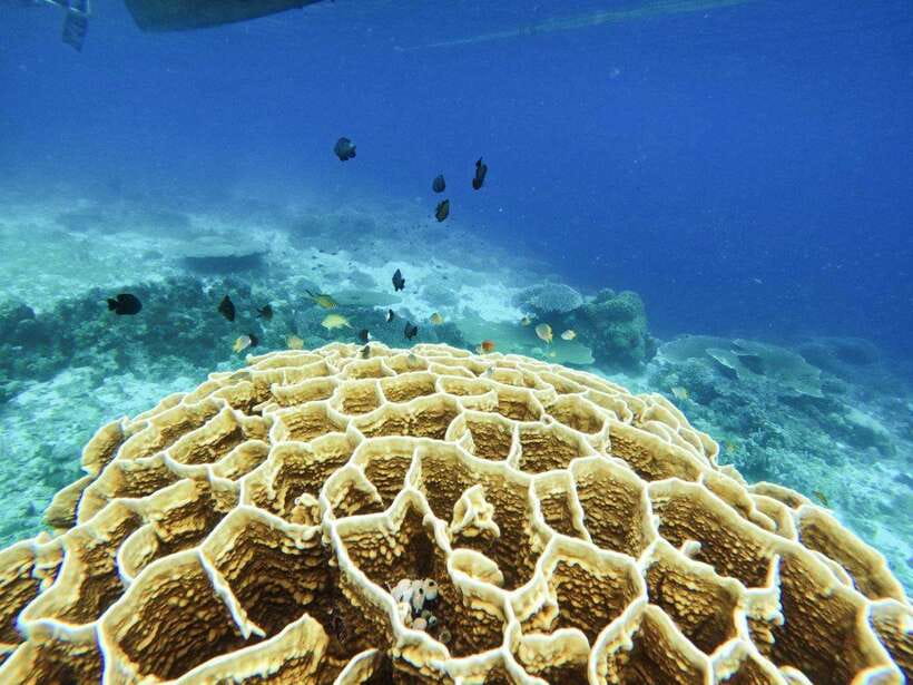 Bohol: Boat Tour to Sandbar and Snorkeling with Turtles - Turtle sanctuary and reef time: what you’re really paying for