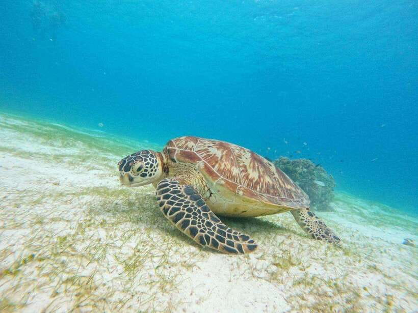 Bohol: Boat Tour to Sandbar and Snorkeling with Turtles - Balicasag cruise, wildlife timing, and dolphin-spotting reality checks