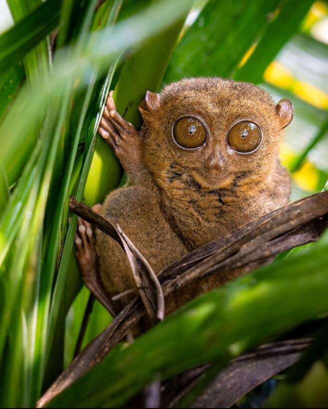 Bohol: Budget Chocolate Hills & Tarsiers -Backpacker Special - Key Things I’d Bookmark About This Bohol Day