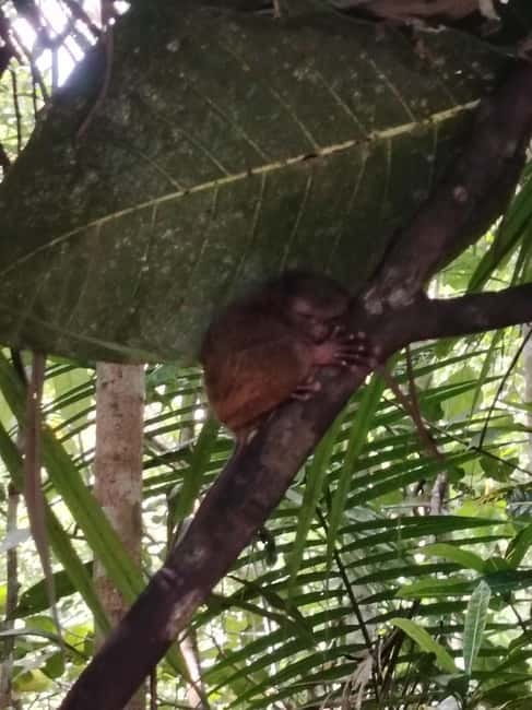 BOHOL: Chocolate Hills, Tarsiers and Loboc River Day Tour - Tarsier Sanctuary: tiny primates, big focus, and the right kind of respect