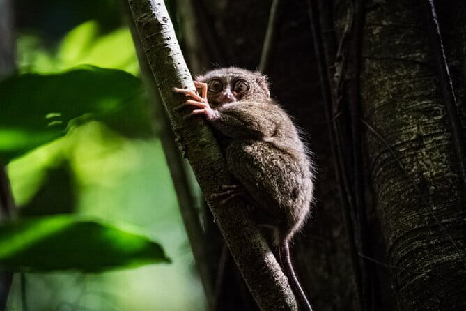 Bohol Country Side Tour - Private w/ Lunch - Key highlights you should care about