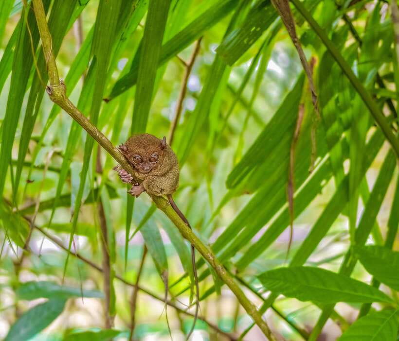 Bohol Countryside Private Tour From Cebu City | Private Tour - Key Stops That Make This Tour Work