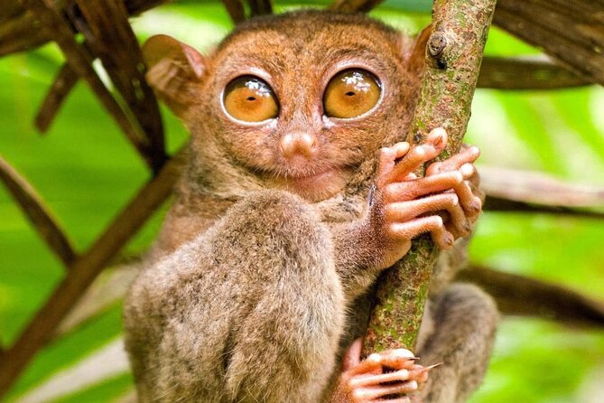 Bohol Countryside Tour to Chocolate Hills and Loboc River - Stop 1: Bilar Man-Made Mahogany Forest, a calm entry