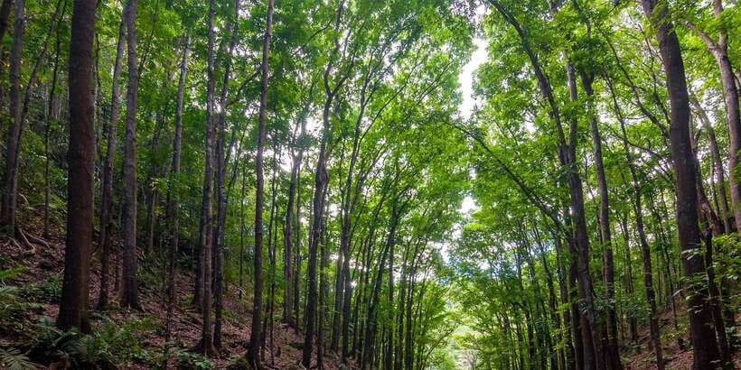 Bohol: Countryside Tour with Loboc (Buffet Lunch) - Loboc river cruise plus buffet lunch: the relaxing payoff