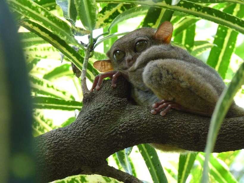 Bohol: Countryside Tour with Tarsiers and Chocolate Hills - Key highlights to plan around