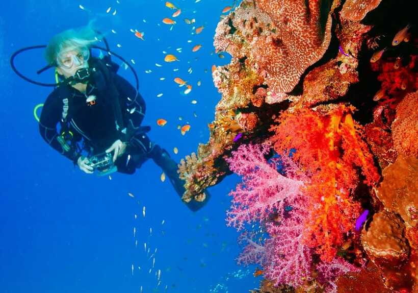 Bohol: Discover Scuba Diving - No Experience Needed - What you might see: coral reefs, tropical fish, and possible sea turtles