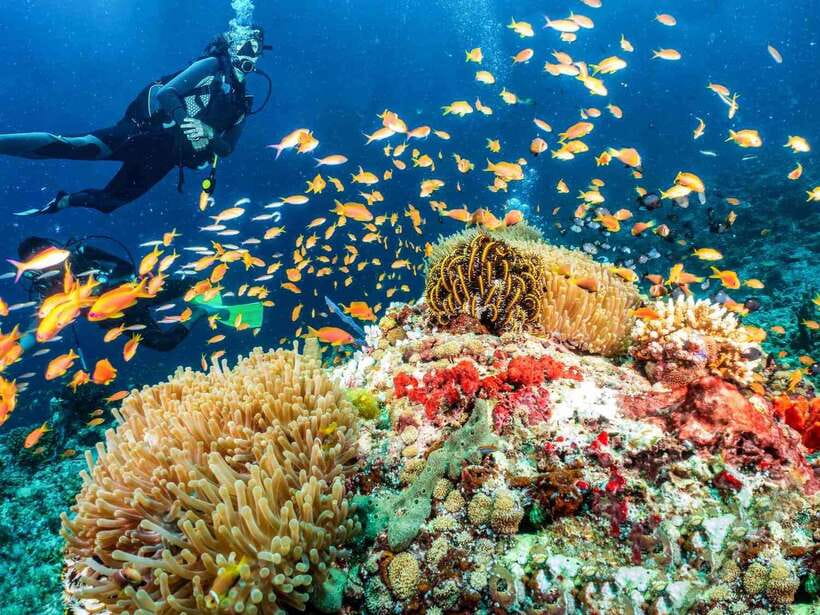 Bohol: Discover Scuba Diving - No Experience Needed - The 3-hour flow: theory, shallow practice, then a guided ocean session