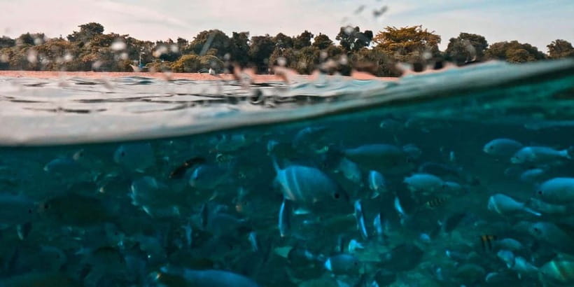 Bohol Dolphin Watching, Balicasag, and Virgin Island Tour - Pickup, pump boat cruising, and the group-tour schedule you must respect