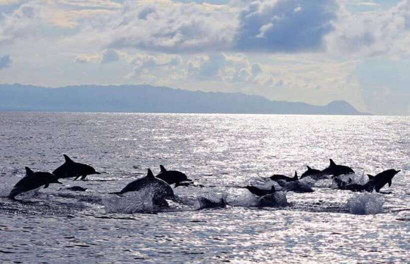 Bohol: Dolphin Watching & Sea Turtle Swim Island Tour - Reef Snorkeling at Balicasag, Coral and Color in Shallow Water