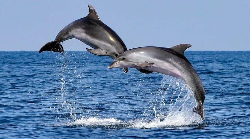Bohol: Dolphin Watching & Sea Turtle Swim Island Tour - The Boat Logistics, Pickup Points, and Why They Matter