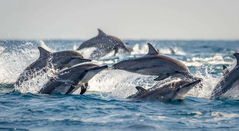 Bohol: Dolphin Watching & Sea Turtle Swim Island Tour - Price and Value, What the $49 Covers and What Costs Extra