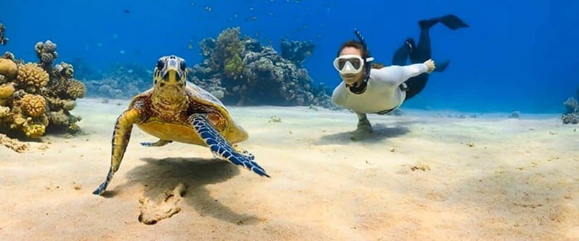 Bohol: Dolphin Watching & Sea Turtle Swim Island Tour - Safety, Ethics, and the Reality of Wild Animals
