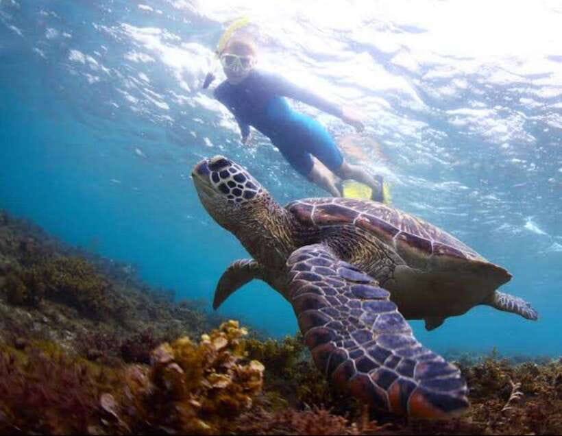 Bohol: Dolphin Watching & Sea Turtle Swim Island Tour - Balicasag Island Turtle Snorkeling, Getting Into the Right Water at the Right Time