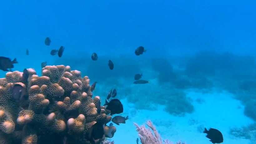 Bohol: Dolphin Watching & Snorkeling at Balicasag Island - Extra snorkeling locations: seasonal and permit-based