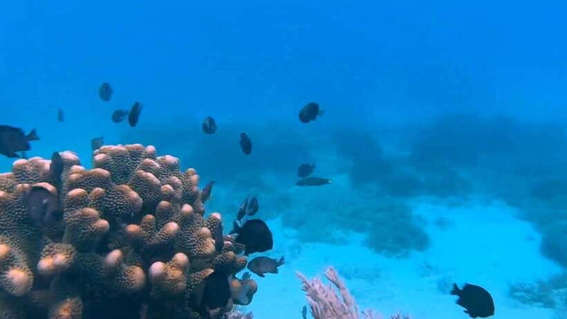 Bohol: Dolphin Watching & Snorkeling at Balicasag Island - Where Balicasag Island fits into Bohol’s marine scene