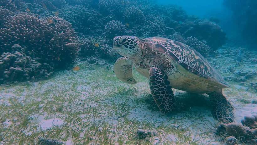 Bohol: Dolphin Watching & Snorkeling at Balicasag Island - Balicasag Island snorkeling: this is where the day earns its keep