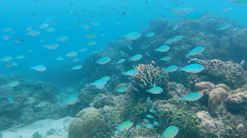 Bohol: Dolphin Watching & Snorkeling at Balicasag Island - The turtle sanctuary stop: calm time and clearer viewing