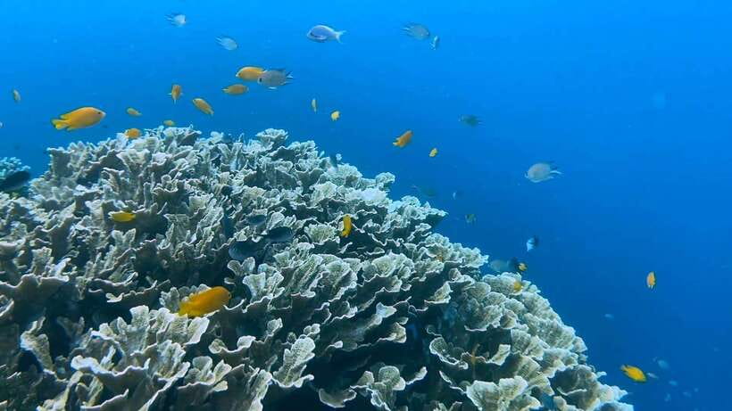 Bohol: Dolphin Watching & Snorkeling at Balicasag Island - The coral reef tour: short, guided, and photo-friendly