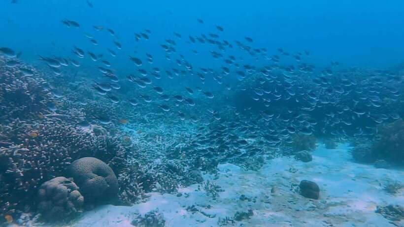 Bohol: Dolphin Watching & Snorkeling at Balicasag Island - Lunch and downtime: your fueling plan