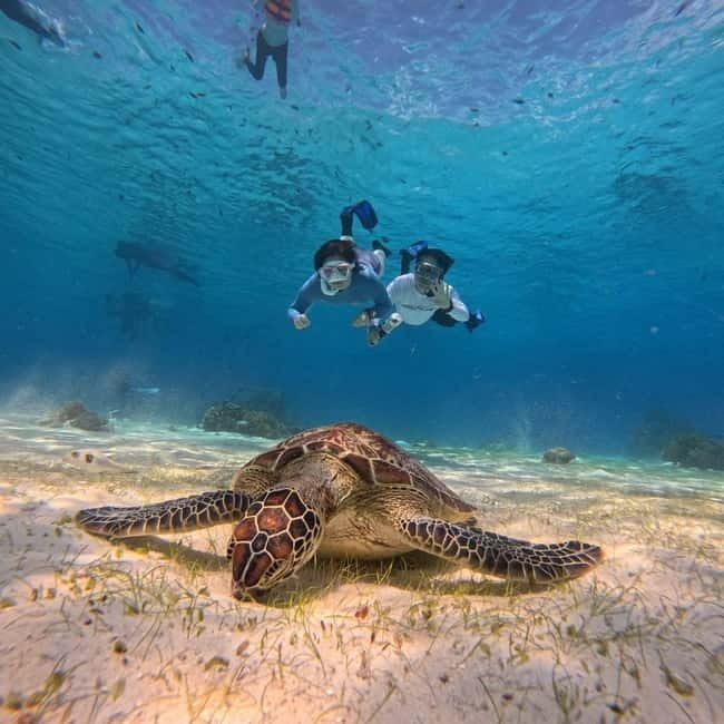 BOHOL: Dolphin Watching, Turtle Swim and Party Boat - A 5-hour Bohol mix of sunrise dolphins, Balicasag turtles, and beach party