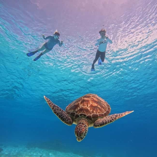 BOHOL: Dolphin Watching, Turtle Swim and Party Boat - Pamilacan Island dolphin watching: what to expect at sunrise