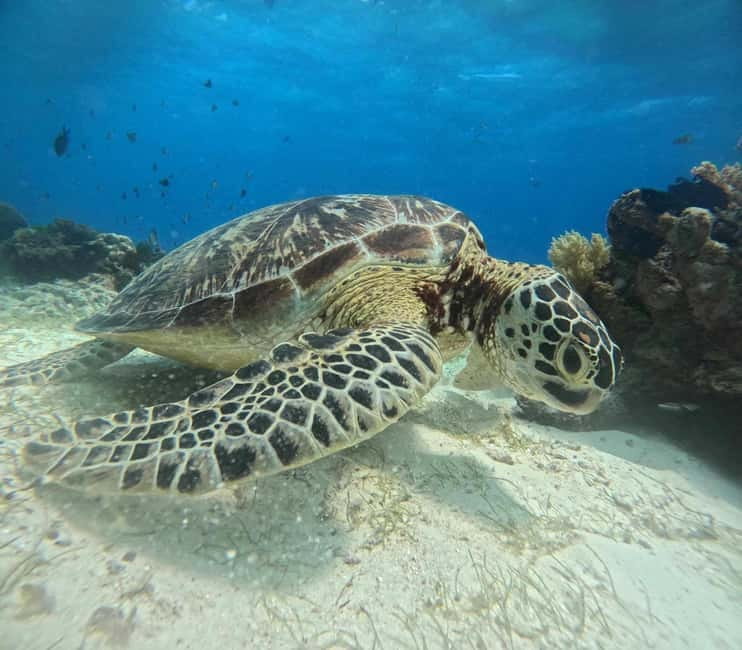 BOHOL: Dolphin Watching, Turtle Swim and Party Boat - Underwater photo and video documentation, done for you
