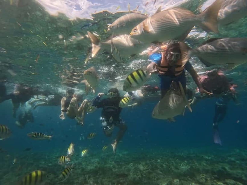 BOHOL: Dolphin Watching, Turtle Swim and Party Boat - Lunch, unlimited drinks, and the beach party setup