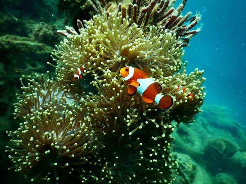BOHOL: Dolphin Watching, Turtle Swim and Party Boat - Price and value: is $69 per person a fair deal?
