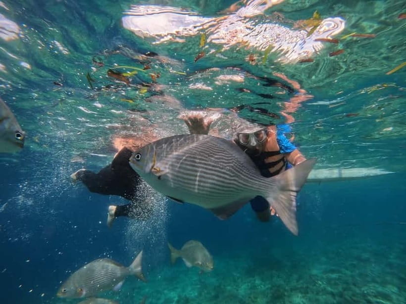 BOHOL: Dolphin Watching, Turtle Swim and Party Boat - Who this tour is best for, and who should reconsider