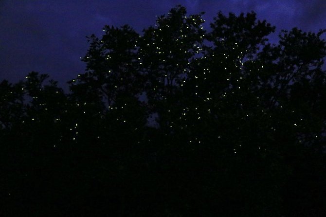 Bohol Firefly Watching (Private) - Entering the Abatan River’s glowing mangrove world
