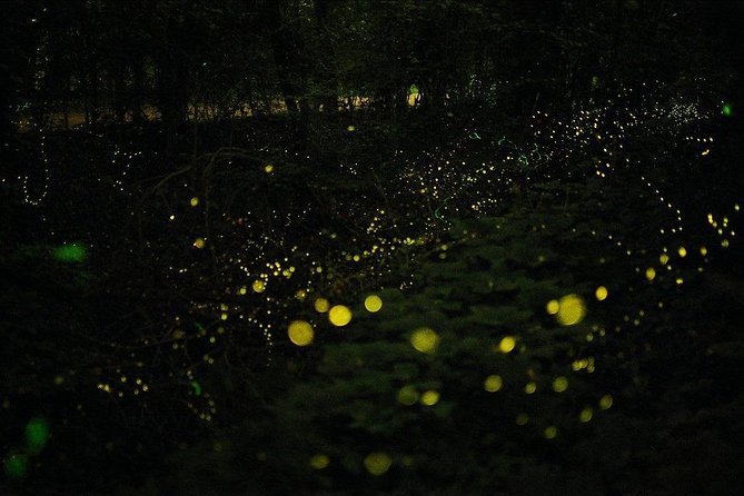 Bohol Firefly Watching (Private) - Weather matters, and it can change your date