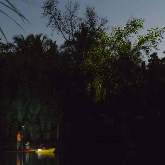 Bohol: Firefly Watching Shared Tour - Panglao pickup: starting at McDonald’s Alona and heading to Loboc fast