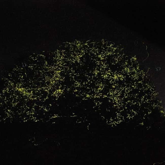 Bohol: Firefly Watching Shared Tour - The firefly show itself: what you are really waiting for
