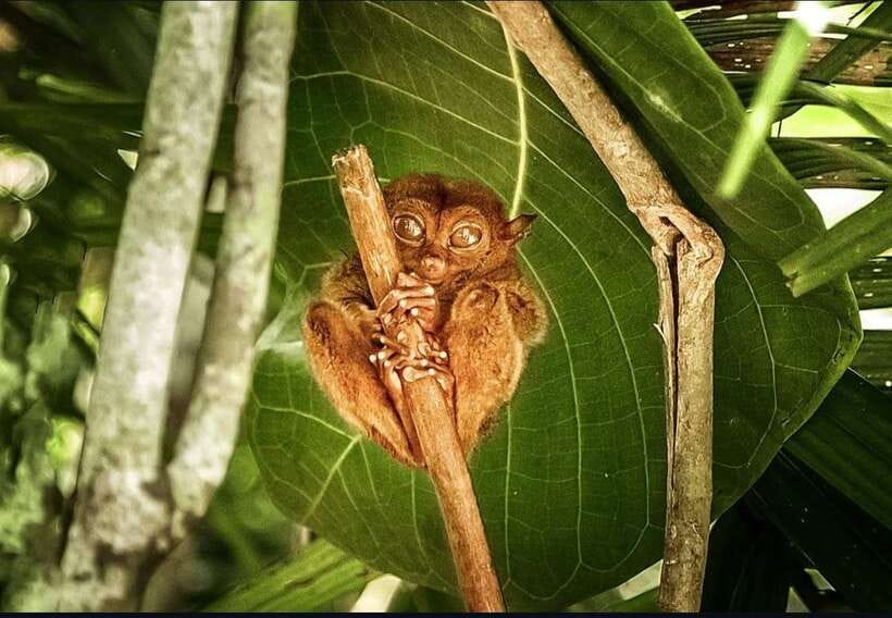 Bohol: Guided Chocolate Hills & Tarsiers Tour - Tarsier Sanctuary: The Wide-Eyed Stop You Don’t Want to Miss