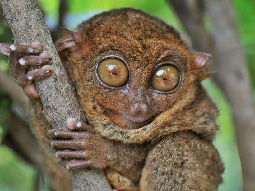 Bohol: Guided Chocolate Hills & Tarsiers Tour - The Guide Experience: Why Names Like Claire, Dexter, and Sam Matter