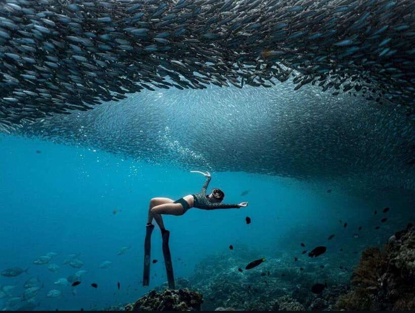 Bohol: Guided Sardine Reef Snorkeling Experience - Key things to know before you go