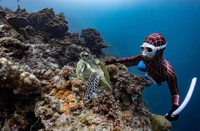 Bohol: Guided Sardine Reef Snorkeling Experience - The sardine reality check: what happens when sightings fall short