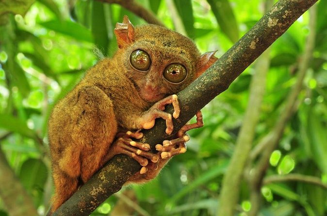 Bohol Highlights Tour: Chocolate Hills, Tarsier Spotting and Loboc River Cruise - Loboc River catamaran lunch: food, music, and tarsier spotting