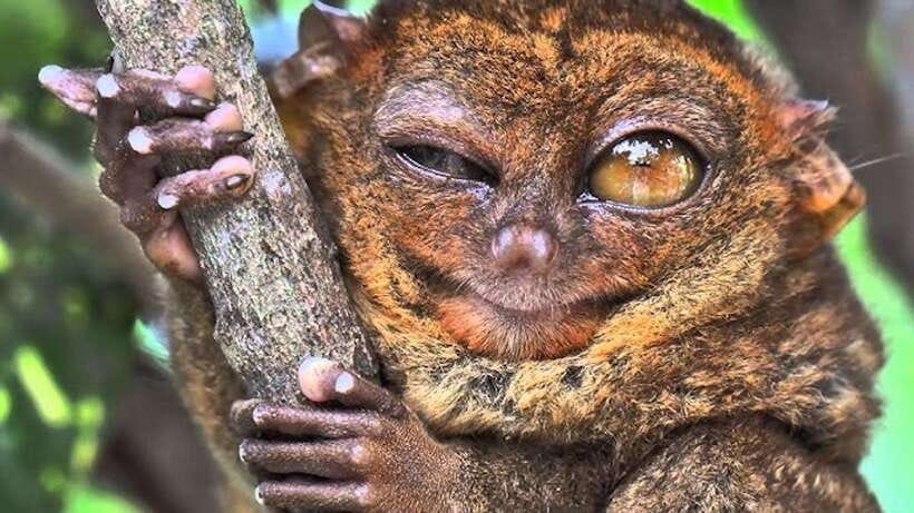 Bohol: Premium Chocolate Hills, Tarsiers & River Experience - Key Things That Make This Bohol Day Trip Feel Premium